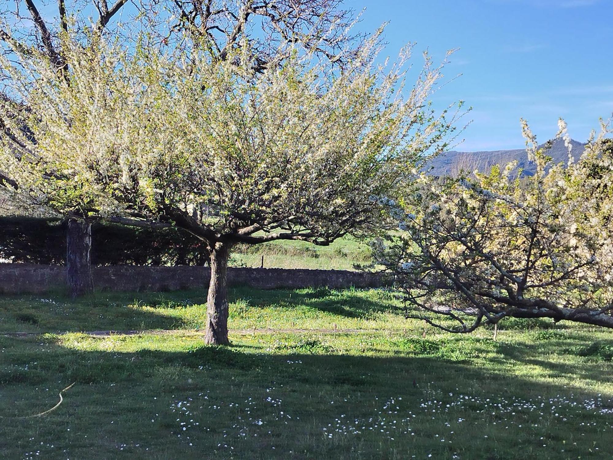 Finca Arep Alquiler Integro 6 Les Planes Лес-Планес-д’Остолес Экстерьер фото